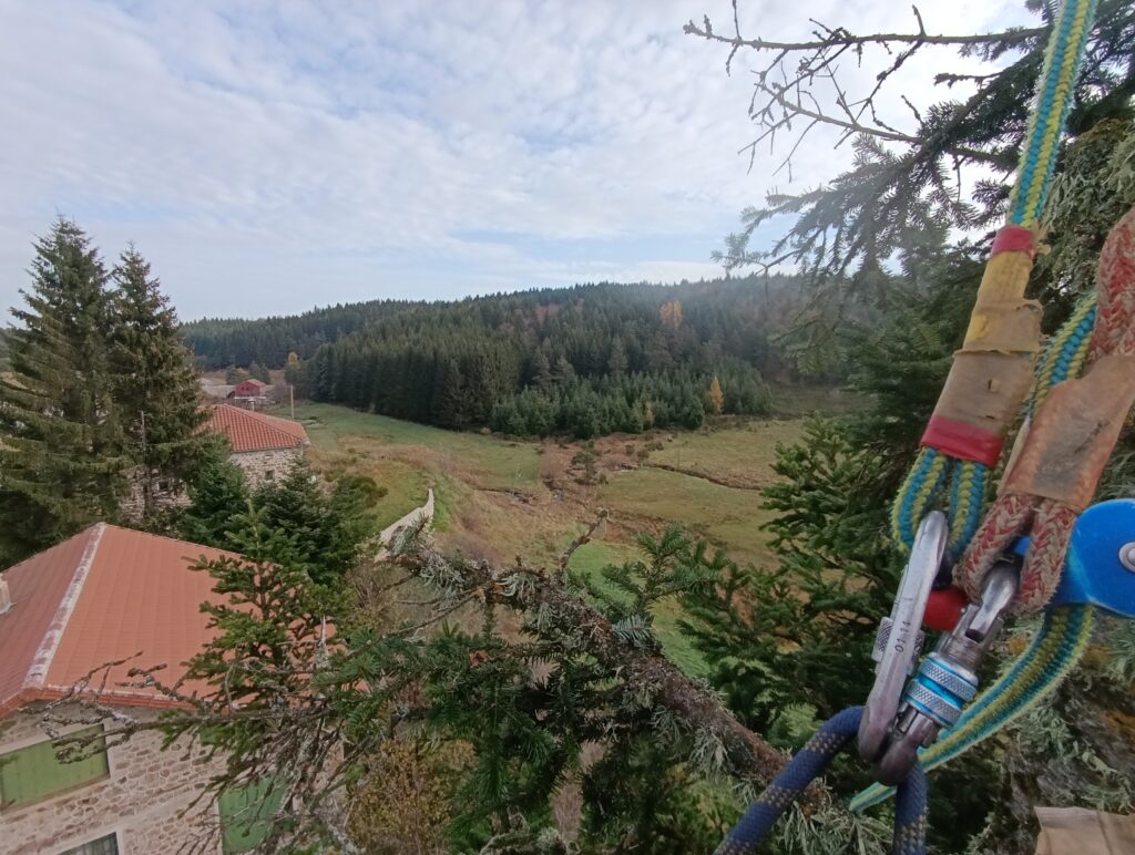 Elagueur au sommet d'un arbre