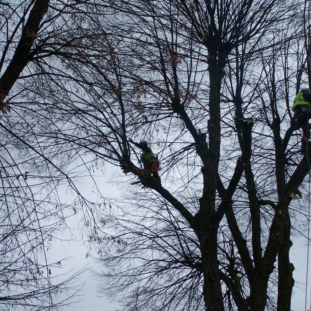 Elagage au puy en velay